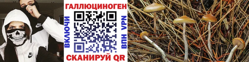 Псилоцибиновые грибы прущие грибы  где купить наркоту  кракен онион  Североморск 